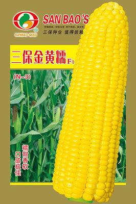 三保金黄糯