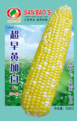 超早黄加白