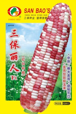 三保丽人