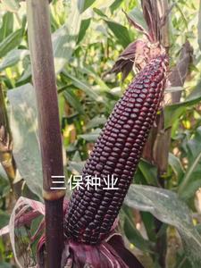 微信图片_202012161040258.jpg