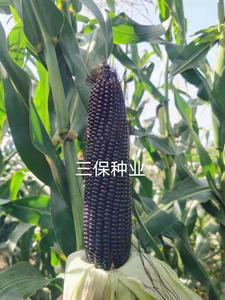 微信图片_202012161040256.jpg