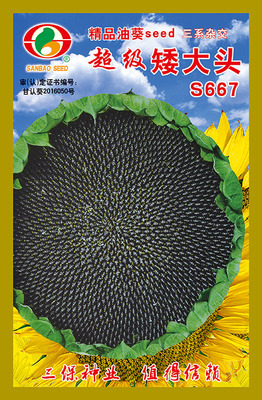 精品矮大头