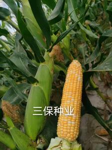 微信图片_2020121610402511.jpg