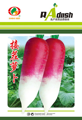 接茬萝卜