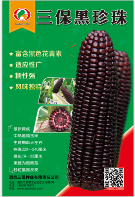 三保黑珍珠