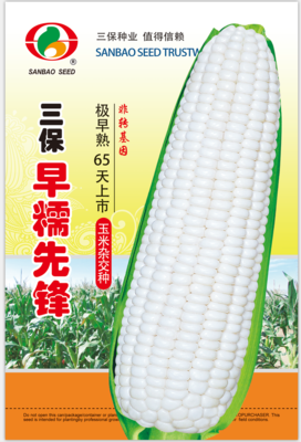 三保早糯先锋