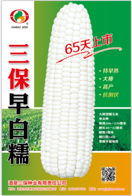 三保早白糯