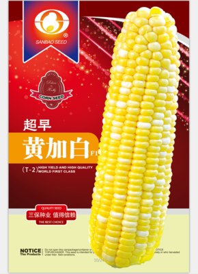 超早黄加白