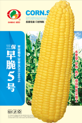 三保早脆5号
