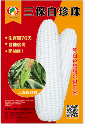 三保白珍珠