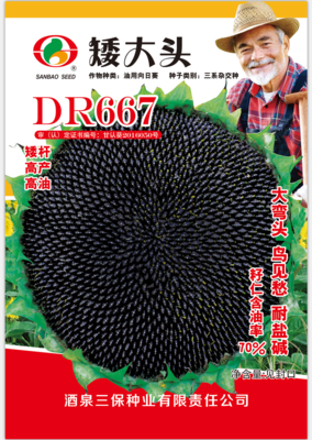 矮大头DR667