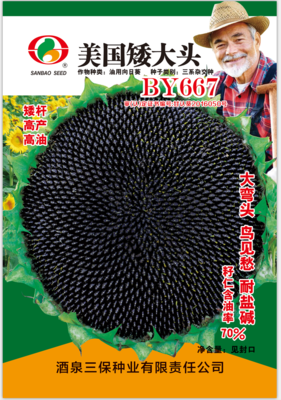 美国矮大头BY667