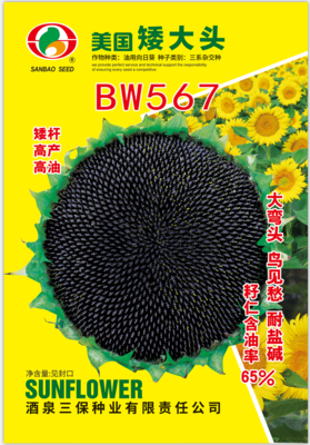 美国矮大头BW567