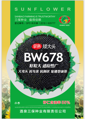 早熟矮大头BW678